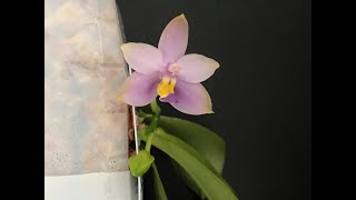 Phalaenopsis violacea April 2024 [upl. by Mayhew]