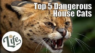 Top 5 Dangerous House Cats with Wild Heritages [upl. by Erdeid]