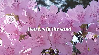 Afsaneh  Flowers in the Sand Lyric Video [upl. by Rodl]