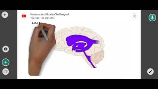 CSF and ventricles of the brain 🧠 [upl. by Akyre513]