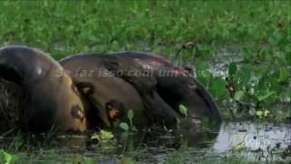 VEJA COBRA SUCURI ENORME ATACANDO ANIMAIS ENGUIA PAYARA JACARÉ AÇU [upl. by Marybeth837]