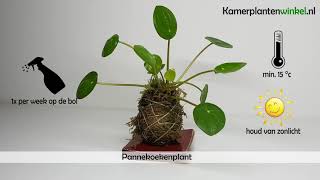 Hoe verzorg je een pannekoekenplant  wwwkamerplantenwinkelnl [upl. by Doris784]