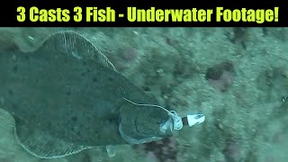 3 Casts 3 Fish  Underwater Footage Alaskan Halibut Fishing  Juneau Alaska JULY 2021 [upl. by Charmine]