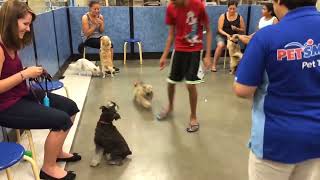 Kittus the Havanese  Training socializing Sessions [upl. by Aiyot206]