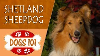 Dogs 101  SHETLAND SHEEPDOG  Top Dog Facts About the SHETLAND SHEEPDOG [upl. by Swarts]