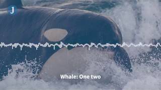 Listen to these Orca whales imitate human speech [upl. by Doowle]