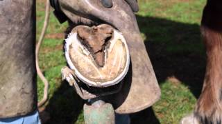 How to trim horse hooves learn barefoot trimming the GoBarefoot way [upl. by Gratt]