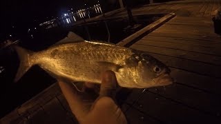 Tailor Fishing at Bicton Baths WA [upl. by Rayford]