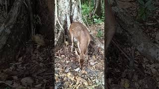 rusa hutan pangandaran 🙏🙏👍👍 cover coversong chanel animals nature chanelyoutube cute tiktok [upl. by Shedd]