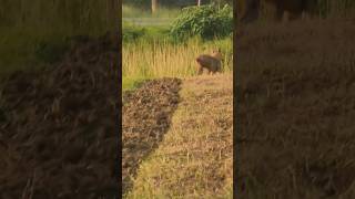 The Sly Fox Quickly Hidingshorts youtubeshorts wildlife fox nature short shortvideo [upl. by Keverne503]