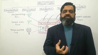 Receptors Urdu Hindi medium profmasoodfuzail Types of Receptors  Nociceptors Photoreceptor [upl. by Chobot765]