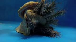 Pacific triton hunts and eats crownofthorns starfish [upl. by Lajib]