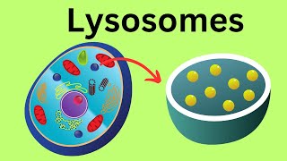 Lysosomes Parts of the Cell [upl. by Aissela777]