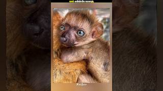 ALERT This Animal Are Extinct PT249l 😱😱FactsMine  shorts factsero viral [upl. by Gilles]