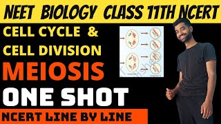 Meiosis  Cell cycle and cell division class 11th NEET  Ncert Line by Line [upl. by Noswad]