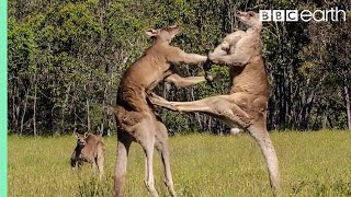 Kangaroo Boxing Fight  Life Story  BBC Earth [upl. by Ennayelhsa]