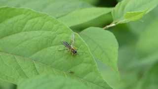 Adult Sawfly Eats a Bug ハバチが虫を捕食 [upl. by Drahsir]