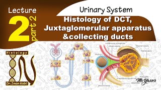 2cHistology of Distal convoluted tubulesUrinary system [upl. by Airehc]