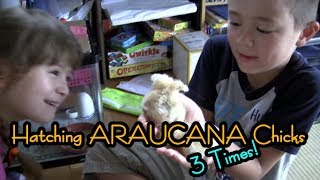 Hatching Araucana Chicks Three Times [upl. by Aesoh]