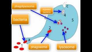 Immunology  Macrophage function part 34 [upl. by Oiromed]