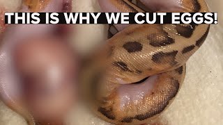 Did We Save This Animal Hypo Pied Clutch Cutting [upl. by Annoerb896]