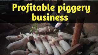 How To Succeed In piggery Farming As a Beginner [upl. by Adnotal]