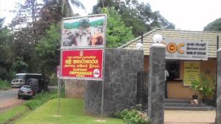 Pinnawala Elephant Orphanage  Sri Lanka 🇱🇰 [upl. by Zumwalt]