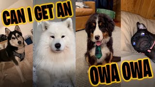 Owa Owa Tiktok Compilation Other Dogs Can I get an Owa Owa [upl. by Oned]