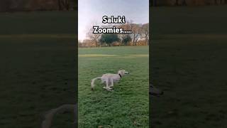 Saluki Zoomies saluki dog sighthound dogstagram doglover [upl. by Aiva]