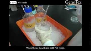 Western Blot  Sample preparation Video from GeneTex [upl. by Stout]