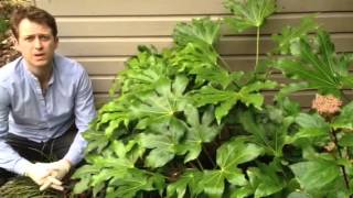 Plant ID guide  How to care for Fatsia Japonica [upl. by Iduj]