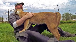 Stewie The Caracal Thinks Im His Mother  African Cat Acts Like Kitten amp Cub  Rubs Nurses amp Purrs [upl. by Frants]