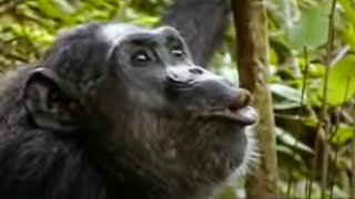 Animal Mating Rituals of Chimpanzees  BBC Studios [upl. by Anirbak525]