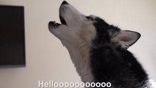 Mishka the Talking Husky Calls for Laika the Husky  SUBTITLED [upl. by Dlaregztif352]