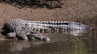 Mowbray River Saltwater Crocodile [upl. by Arte]