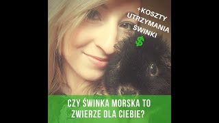 Czy świnka morska to zwierzę dla CiebieWady i zalety świnki morskiej  koszty utrzymania [upl. by Deuno]