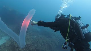 Pyrosome in Tenerife Rare sighting of 5m Pyrosoma Atlanticum scuba diving in the Canary Islands [upl. by Sumahs]