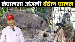 जंगली बँदेल पालनका कुरा  Wild boar husbandry in Nepal [upl. by Attenaz214]