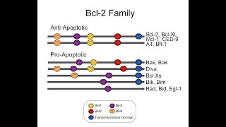 Apoptosis Intrinsic Pathway Part 1 Apoptosis and intrinsic pathway of apoptosis [upl. by Sadella]