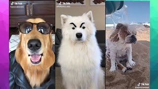 Los mejores TikTok  LOS PERROS PERROS MAS ASOMBROSOS Y FAMOSOS  TOP COMPILACIÓN 2020 VIRAL [upl. by Ahsenod]