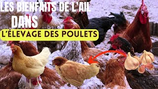 comment prévenir et soigner les maladies de vos poulets avec lail [upl. by Ifok663]