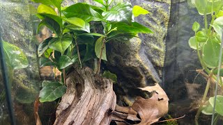 Crested Gecko Bioactive Setup [upl. by Isadore587]