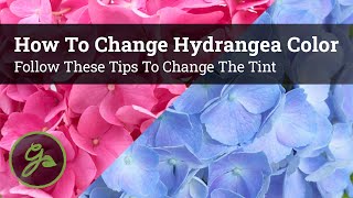 How to Change Hydrangea Color  Follow These Tips to Change the Tint [upl. by Olivann388]