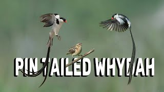 Beautiful BIRD  Pin Tailed Whydah [upl. by Mallen]