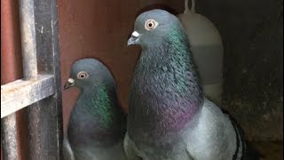 Gordon Hughes English Tippler pigeons [upl. by Stoddart728]