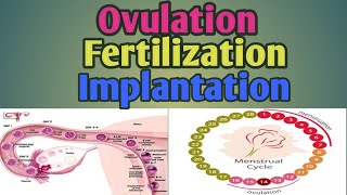 OVULATIONFERTILIZATIONIMPLANTATION Process [upl. by Anisor]