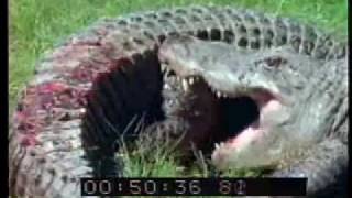 Alligator vs Alligator  Alligators Fighting  Best Shot Footage  Stock Footage  PART 1 [upl. by Boar734]