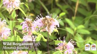 Top 10 Pollinator Plants [upl. by Acinomed]