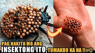 10 PINAKA DELIKADONG INSEKTO SA BUONG MUNDO [upl. by Nimra]