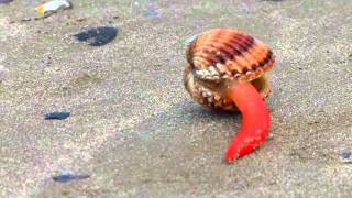 Adria  Seashell moving at the beach  Muschel bewegt sich am Strand [upl. by Robbie]